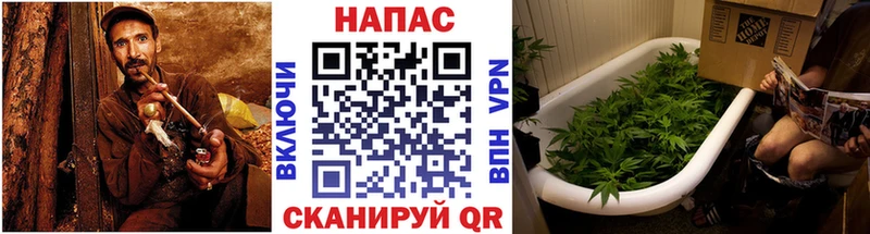 Бошки Шишки семена  Старый Оскол 